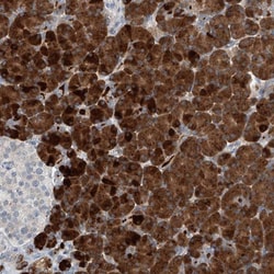 KCNK10 Antibody, Novus Biologicals 0.1 mL | Buy Online | Novus Biologicals | Fisher Scientific
