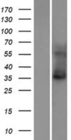 Novus Biologicals&trade;&nbsp;TASK-5/KCNK15 Overexpression Lysate