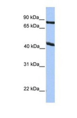 KCNK4 Antibody, Novus Biologicals 0.05mg; Unlabeled:Antibodies, Polyclonal