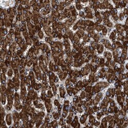 KCNMB3 Antibody, Novus Biologicals 0.1mL; Unlabeled:Antibodies, Polyclonal