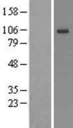 Novus Biologicals&trade;&nbsp;Kv7.3 Overexpression Lysate