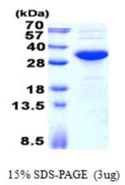 Novus Biologicals&trade;&nbsp;Recombinant Human KCTD15 His Protein