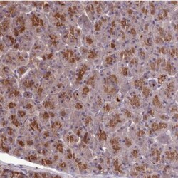 KCTD16 Antibody, Novus Biologicals:Antibodies:Primary Antibodies