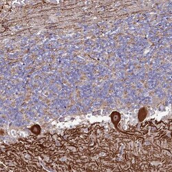 KCTD18 Antibody, Novus Biologicals 0.1mL; Unlabeled:Antibodies, Polyclonal