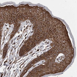 KCTD20 Antibody, Novus Biologicals 0.1mL; Unlabeled:Antibodies, Polyclonal