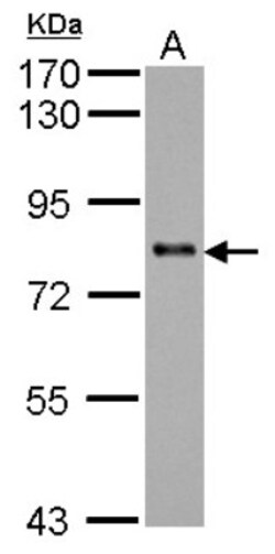 KCTD3 Antibody, Novus Biologicals 0.1mL; Unlabeled:Antibodies, Polyclonal