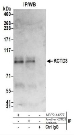 KCTD3 Antibody, Novus Biologicals 0.1mg:Antibodies, Polyclonal