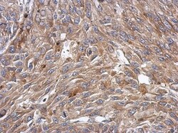 KCTD4 Antibody, Novus Biologicals 0.1mL; Unlabeled:Antibodies, Polyclonal