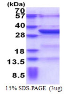 Novus Biologicals&trade;&nbsp;Recombinant Human KCTD4 His Protein