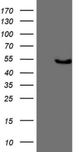 KCTD9 Antibody (OTI2G8), Novus Biologicals 0.1mL; Unlabeled:Antibodies,