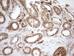KCTD9 Antibody (OTI2G8), Novus Biologicals 0.1mL; Unlabeled:Antibodies,