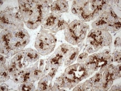 KCTD9 Antibody (OTI2G8), Novus Biologicals 0.1mL; Unlabeled:Antibodies,