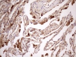 KCTD9 Antibody (OTI2G8), Novus Biologicals 0.1mL; Unlabeled:Antibodies,