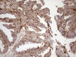 KCTD9 Antibody (OTI2G8), Novus Biologicals 0.1mL; Unlabeled:Antibodies,