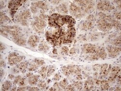 KCTD9 Antibody (OTI2G8), Novus Biologicals 0.1mL; Unlabeled:Antibodies,