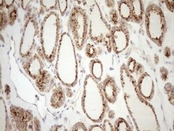 KCTD9 Antibody (OTI2G8), Novus Biologicals 0.1mL; Unlabeled:Antibodies,