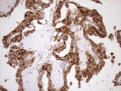 KCTD9 Antibody (OTI2G8), Novus Biologicals 0.1mL; Unlabeled:Antibodies,