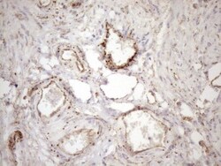 KCTD9 Antibody (OTI2G8), Novus Biologicals 0.1mL; Unlabeled:Antibodies,
