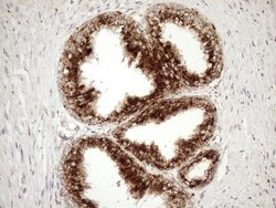 KCTD9 Antibody (OTI2G8), Novus Biologicals 0.1mL; Unlabeled:Antibodies,