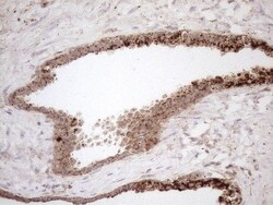 KCTD9 Antibody (OTI2G8), Novus Biologicals 0.1mL; Unlabeled:Antibodies,