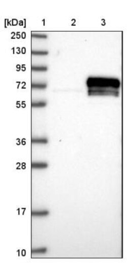 KDELC2 Antibody, Novus Biologicals 25 &mu;L | Buy Online | Novus Biologicals | Fisher Scientific