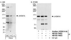 KDM2A/FBXL11 Antibody, Novus Biologicals 0.1 mL | Buy Online | Novus Biologicals | Fisher Scientific
