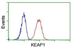 Keap1 Antibody (OTI1B4), Novus Biologicals 0.1mL; Unlabeled:Antibodies,