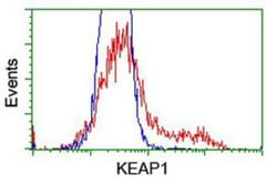 Keap1 Antibody (OTI1B4), Novus Biologicals 0.1mL; Unlabeled:Antibodies,