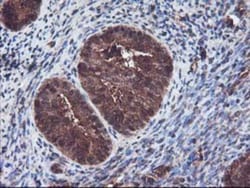 Keap1 Antibody (OTI1B4), Novus Biologicals 0.1mL; Unlabeled:Antibodies,