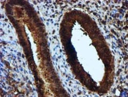Keap1 Antibody (OTI1B4), Novus Biologicals 0.1mL; Unlabeled:Antibodies,