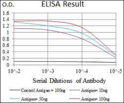 Keap1 Antibody (7G4B10) - BSA Free, Novus Biologicals:Antibodies:Primary