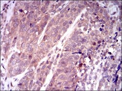 Keap1 Antibody (7G4B10) - BSA Free, Novus Biologicals:Antibodies:Primary
