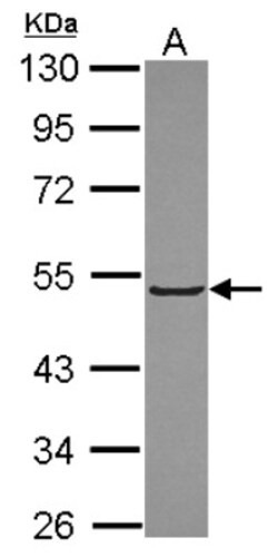 Kelch-Like 3 Antibody, Novus Biologicals 0.1mL; Unlabeled:Antibodies, Polyclonal