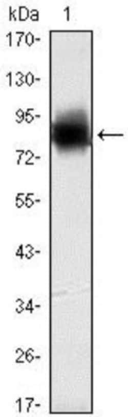 Kelch-Like Family Member 21 Antibody (2H4), Novus Biologicals 0.1mL; Unlabeled:Antibodies,