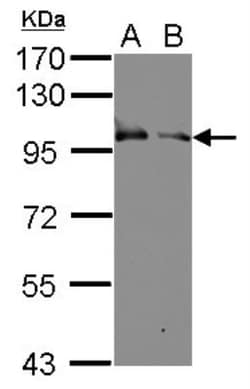Kell Antibody, Novus Biologicals 0.1 mL | Buy Online | Novus Biologicals | Fisher Scientific