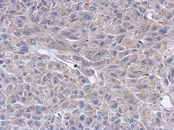 Keratin 36 Antibody, Novus Biologicals™
