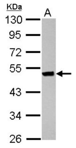 Keratin 36 Antibody, Novus Biologicals 0.1mL; Unlabeled:Antibodies, Polyclonal