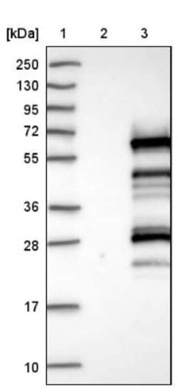 KHDRBS2 Antibody, Novus Biologicals 0.1mL; Unlabeled:Antibodies, Polyclonal