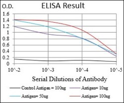 KHDRBS2 Antibody (7G8C10) - BSA Free, Novus Biologicals:Antibodies:Primary