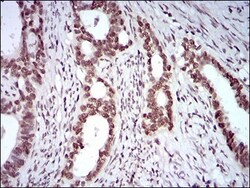 KHDRBS2 Antibody (7G8C10) - BSA Free, Novus Biologicals:Antibodies:Primary