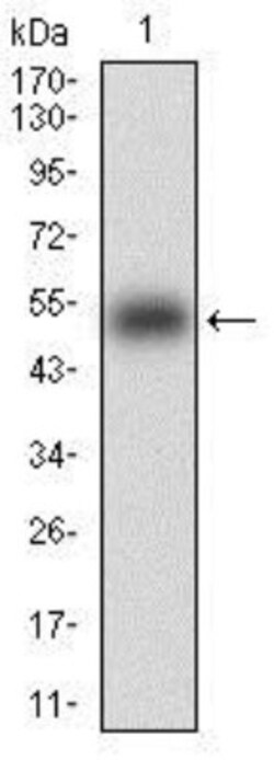 KHDRBS2 Antibody (7G8C10) - BSA Free, Novus Biologicals:Antibodies:Primary