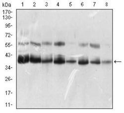 KHDRBS2 Antibody (7G8C10) - BSA Free, Novus Biologicals:Antibodies:Primary