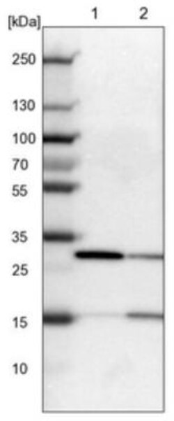 KHDRBS3 Antibody, Novus Biologicals:Antibodies:Primary Antibodies