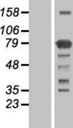 Novus Biologicals&trade;&nbsp;KHNYN Overexpression Lysate