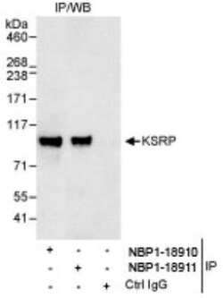 KHSRP Antibody, Novus Biologicals 0.1mL; Unlabeled:Antibodies, Polyclonal