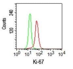 Ki67/MKI67 Antibody, Novus Biologicals:Antibodies:Primary Antibodies