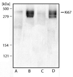 Ki67/MKI67 Antibody, Novus Biologicals:Antibodies:Primary Antibodies