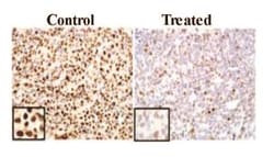 Ki67/MKI67 Antibody - BSA Free, Novus Biologicals:Antibodies:Primary Antibodies