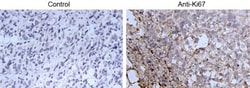 Ki67/MKI67 Antibody - BSA Free, Novus Biologicals:Antibodies:Primary Antibodies