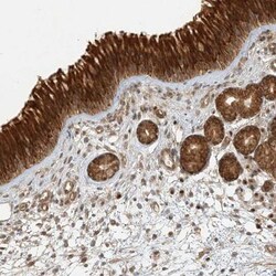 KIAA0232 Antibody, Novus Biologicals 0.1mL; Unlabeled:Antibodies, Polyclonal